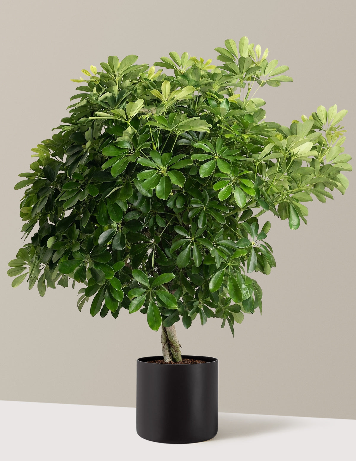 Schefflera Tree