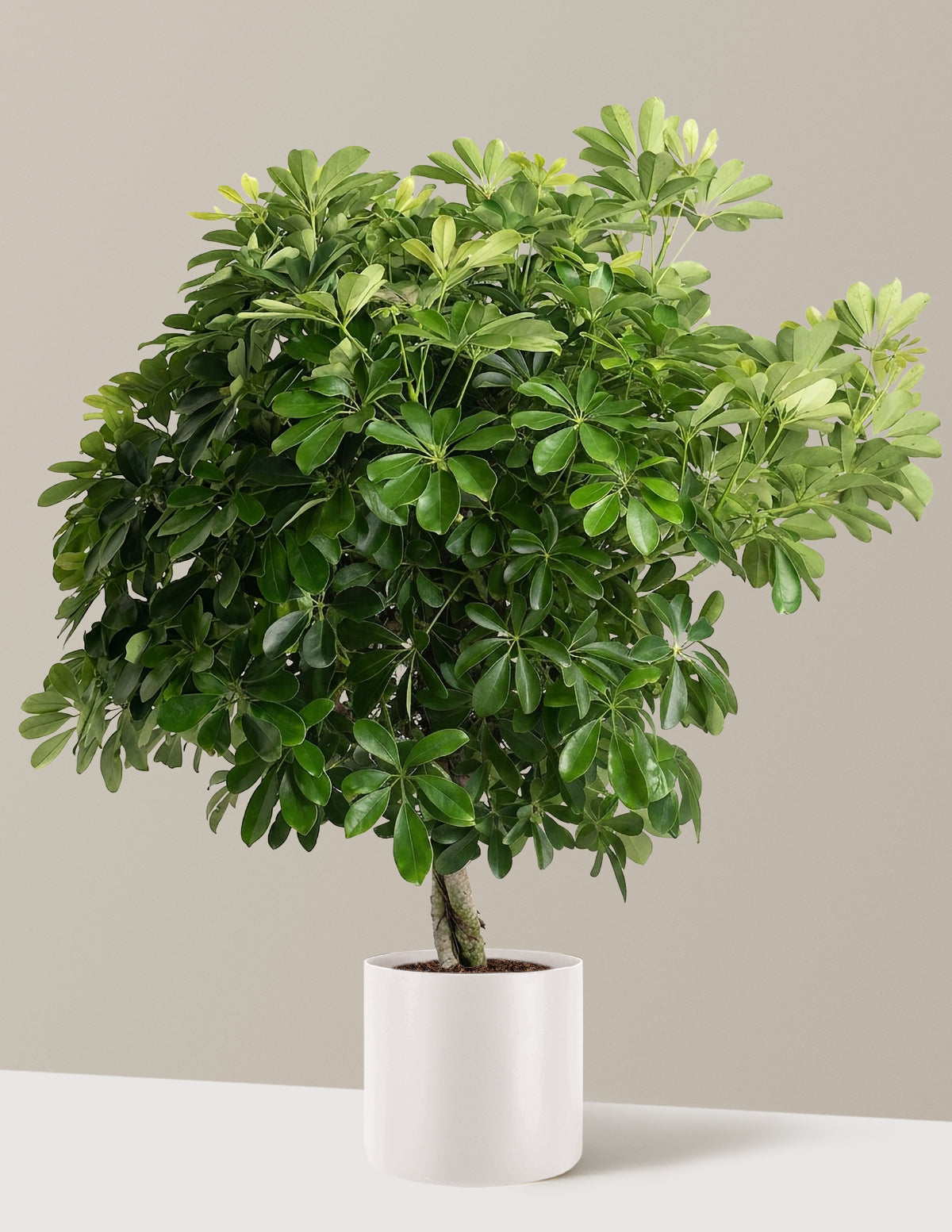 Schefflera Tree