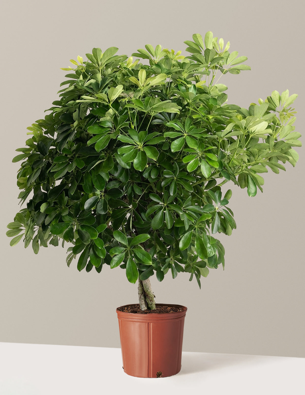 Schefflera Tree