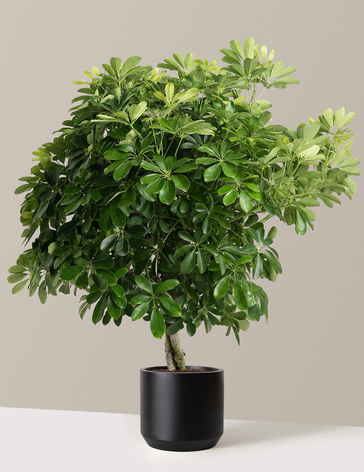 Schefflera Tree