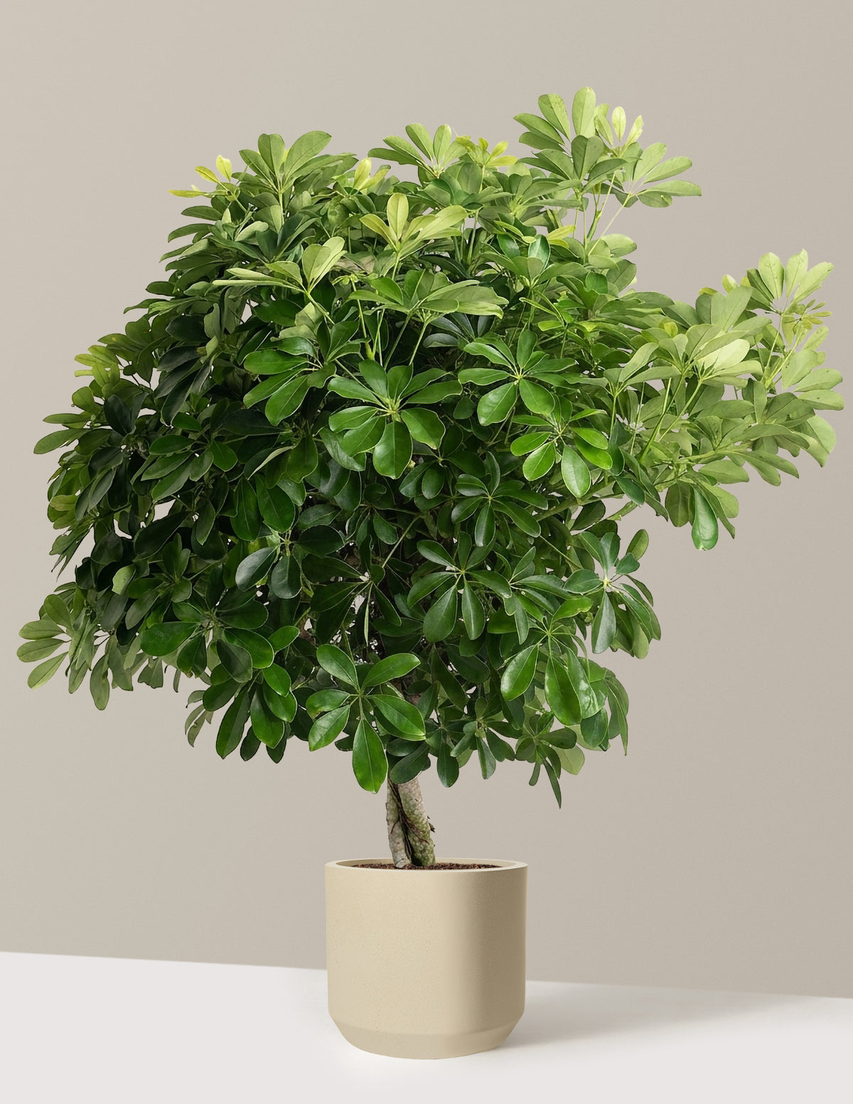 Schefflera Tree