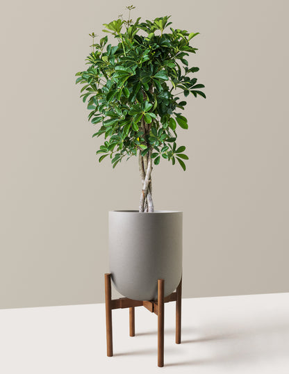 Schefflera Arboricola Braid