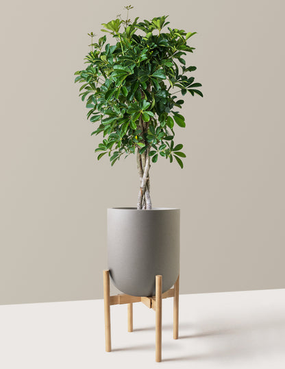Schefflera Arboricola Braid