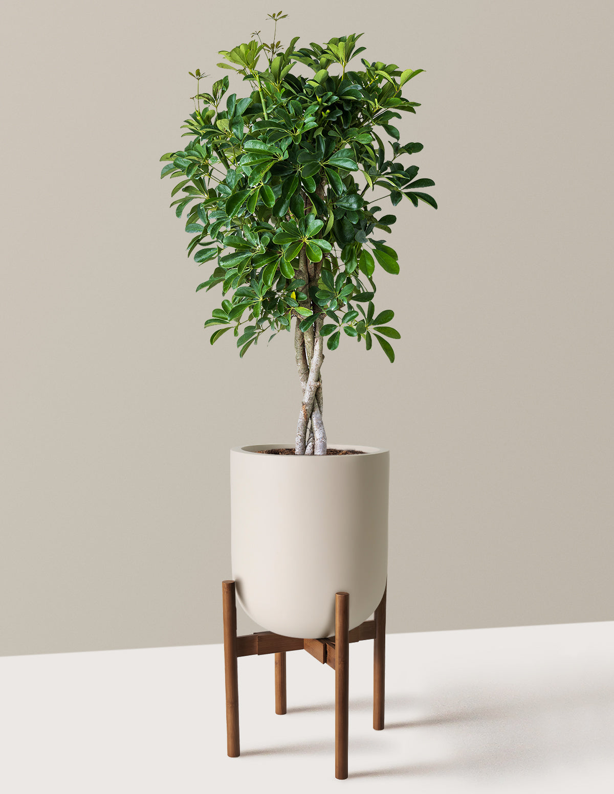 Schefflera Arboricola Braid