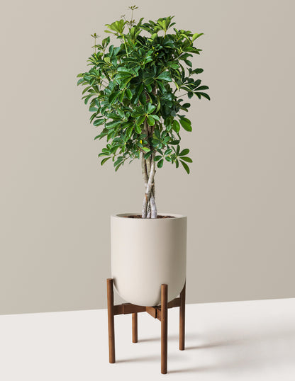 Schefflera Arboricola Braid