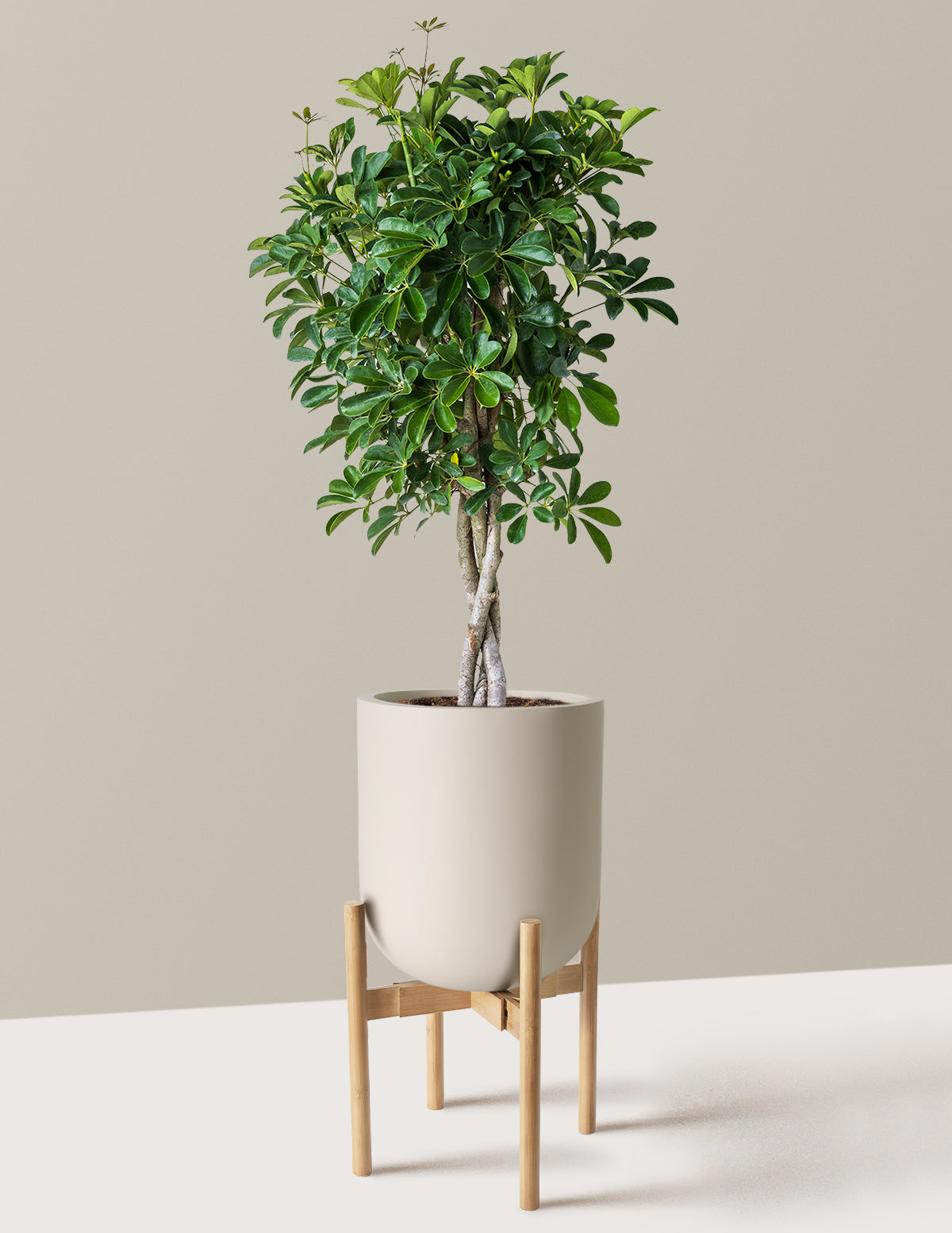 Schefflera Arboricola Braid
