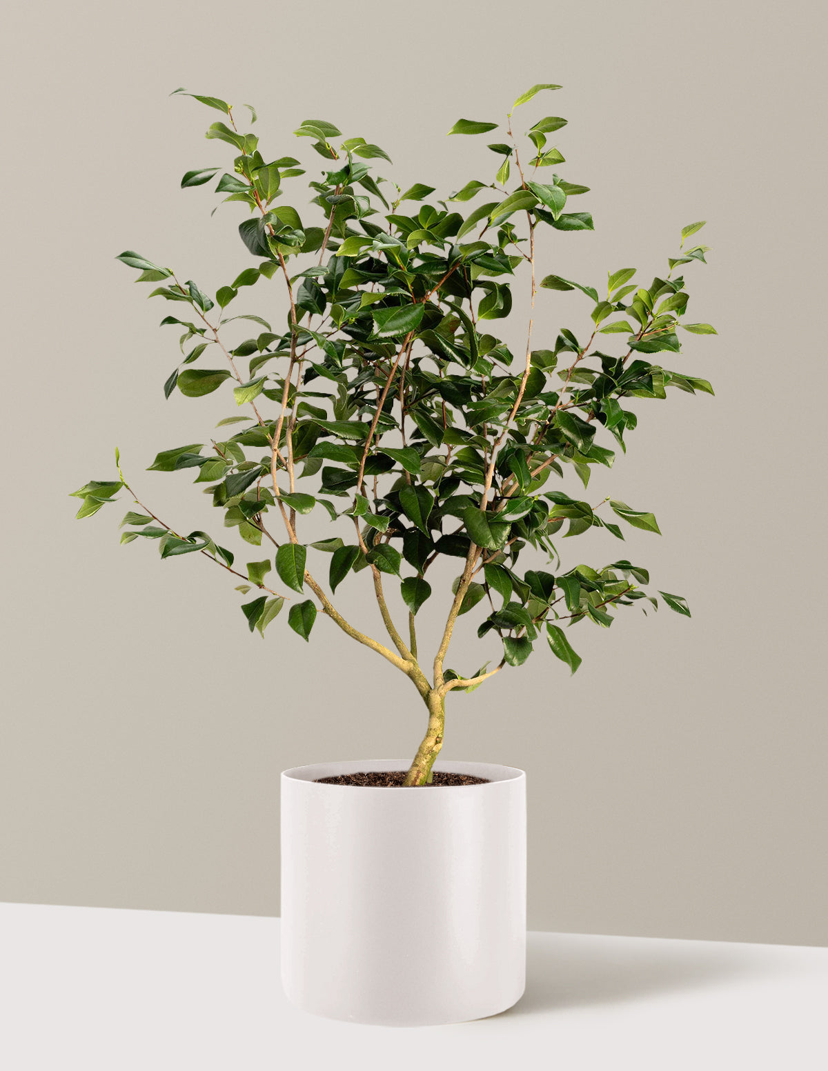 Sea Foam Camellia