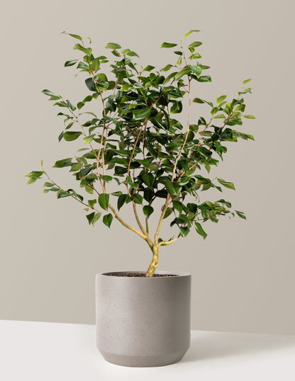 Sea Foam Camellia