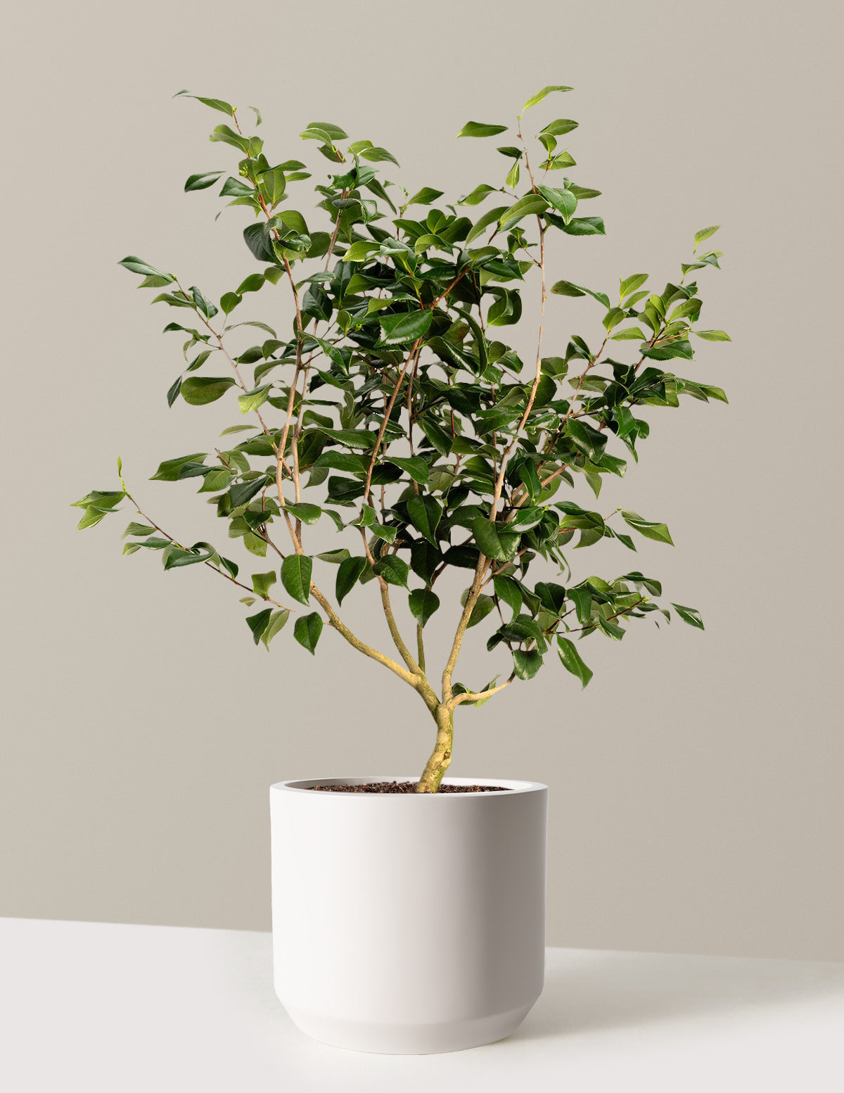 bundle | 3 Gallon | Mexia | Cream