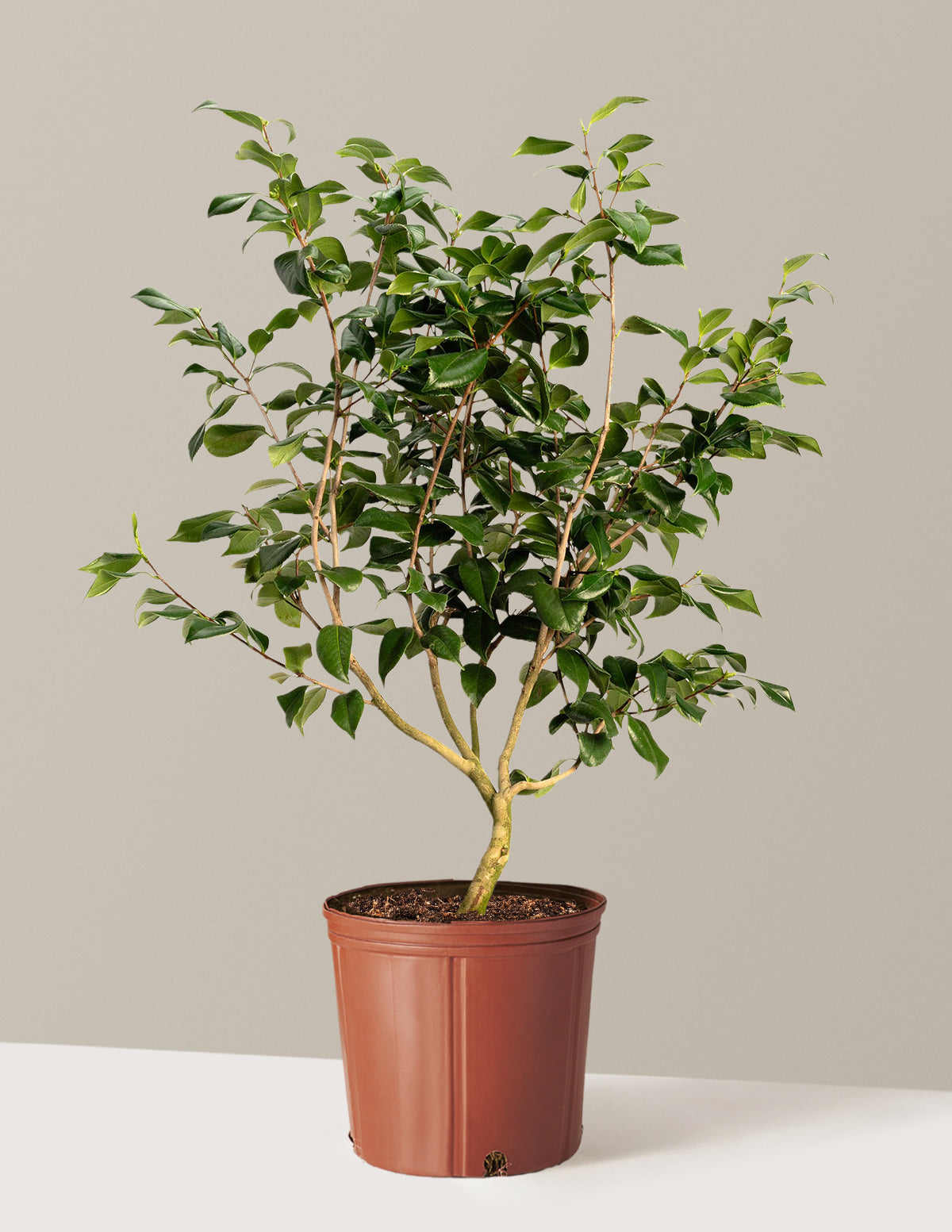 bundle | 3 Gallon | Grow Pot