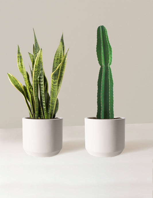 Large Set & Forget Duo