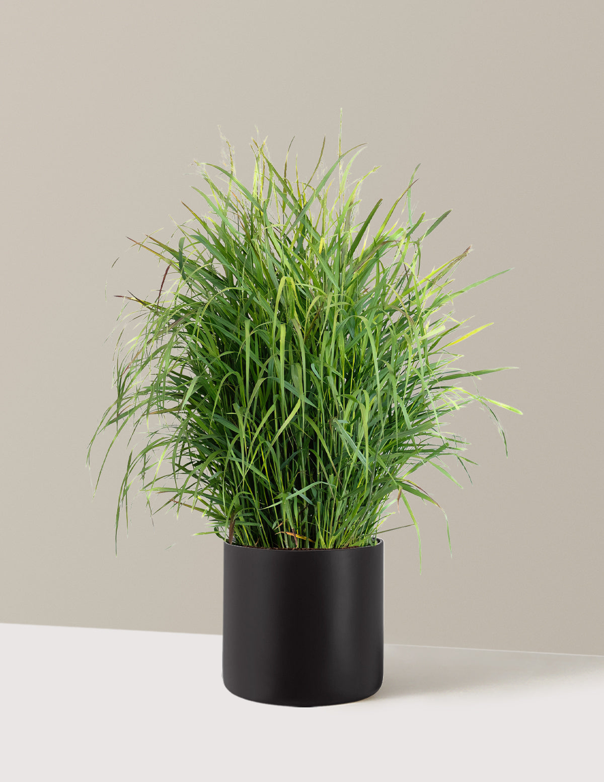 Shenandoah Switch Grass