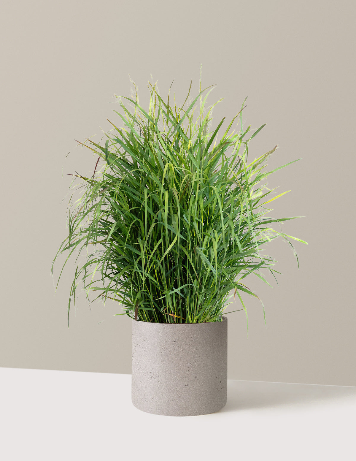 Shenandoah Switch Grass