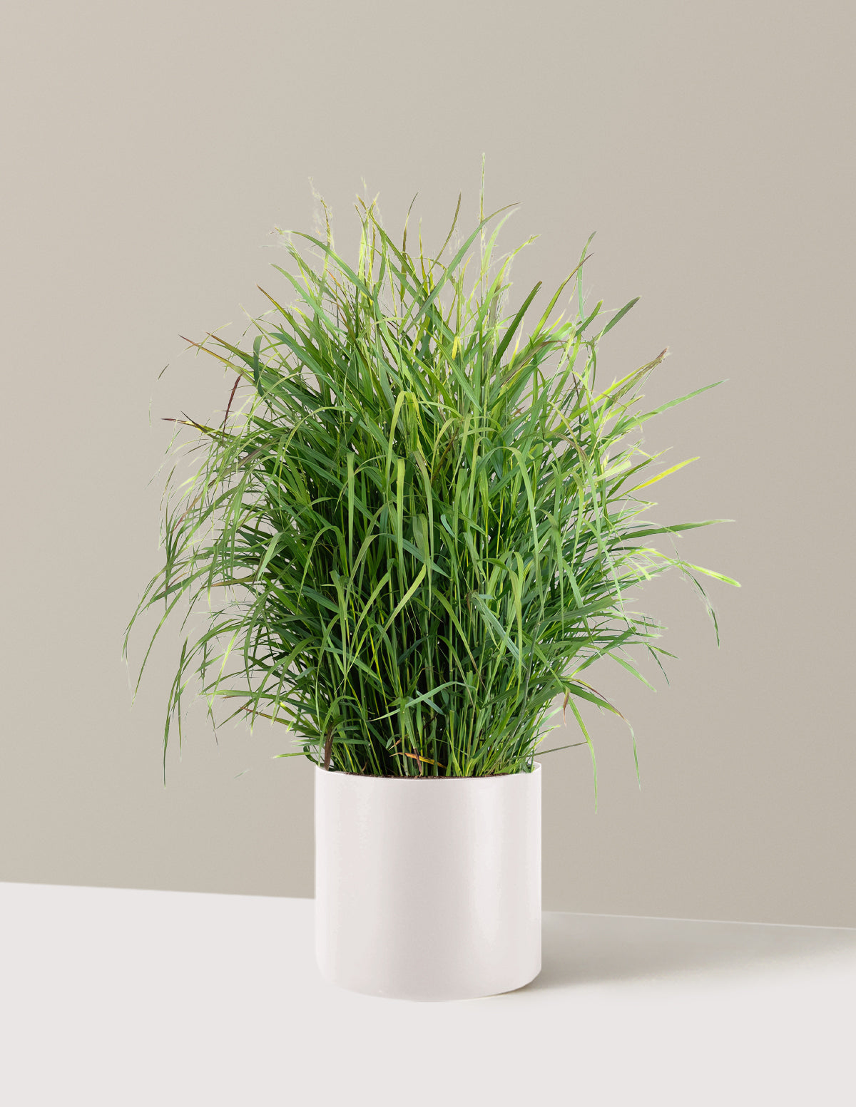 Shenandoah Switch Grass