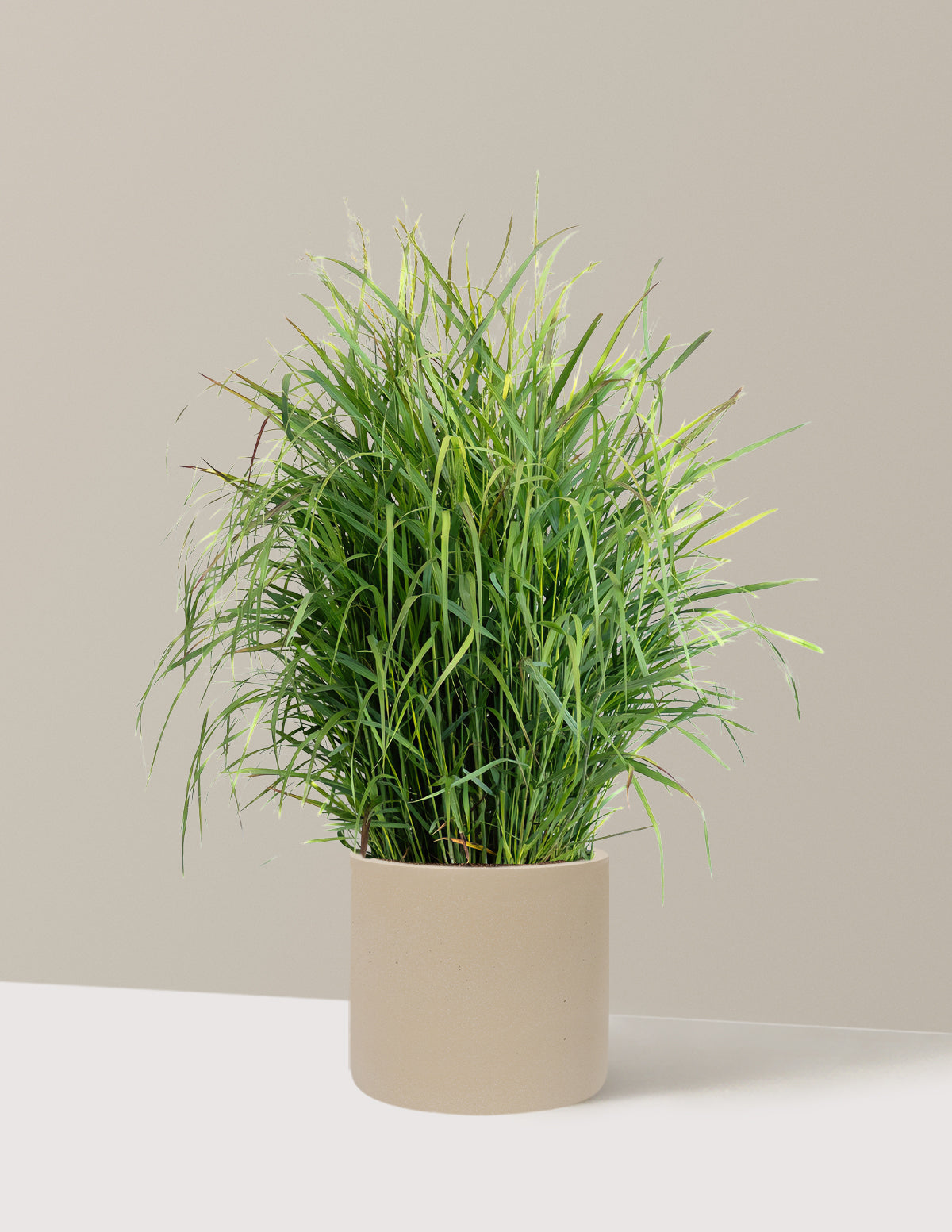 Shenandoah Switch Grass