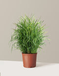 Shenandoah Switch Grass