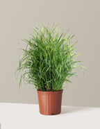Shenandoah Switch Grass