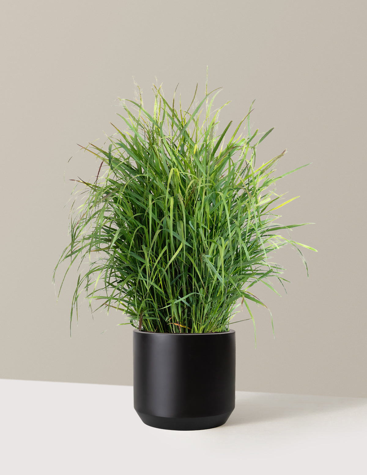 Shenandoah Switch Grass
