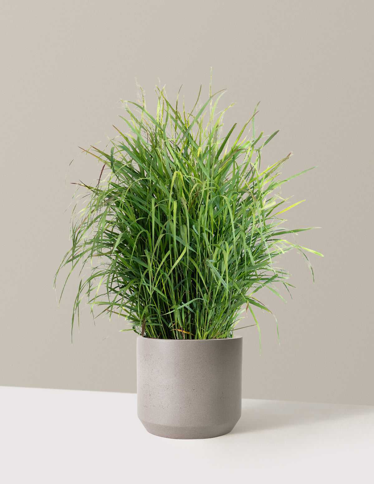 Shenandoah Switch Grass
