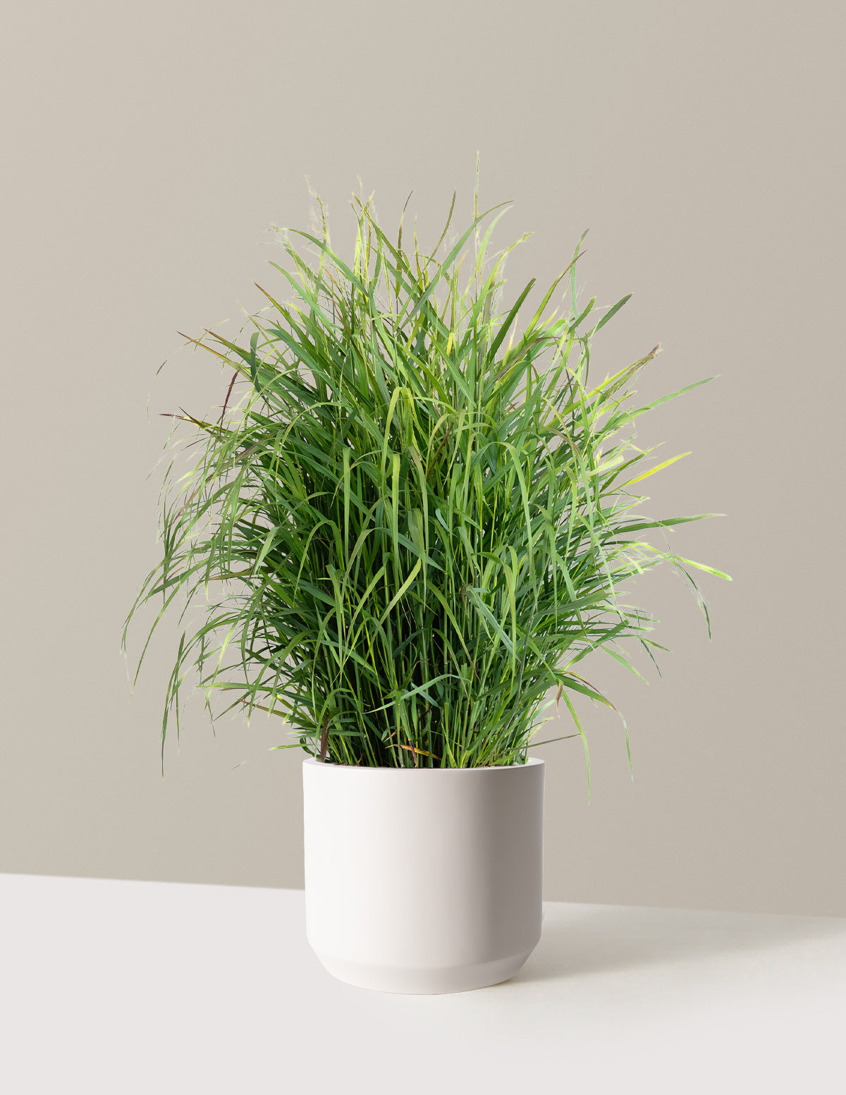 Shenandoah Switch Grass