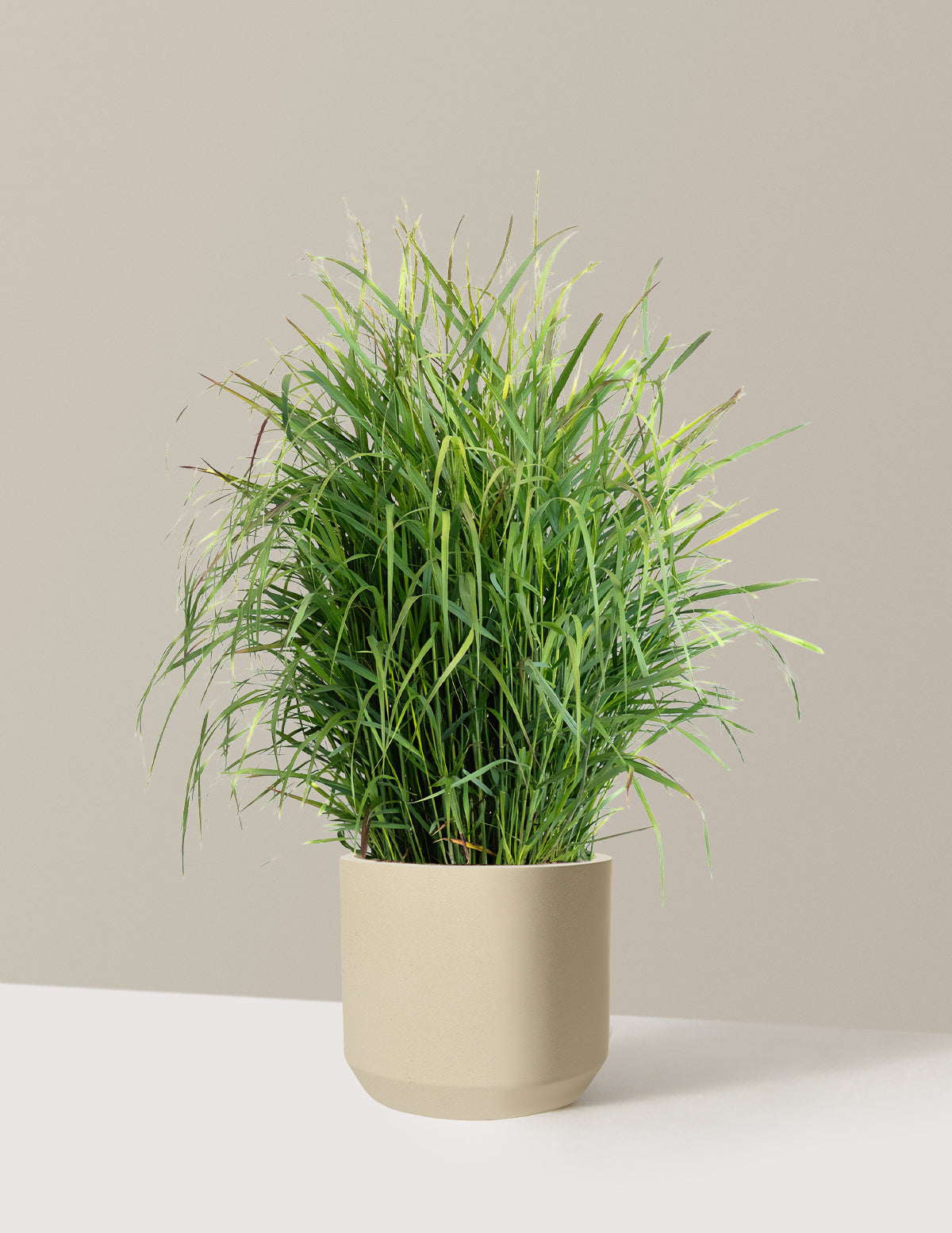 Shenandoah Switch Grass