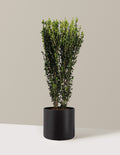 bundle | 2-3 ft. | Agnes | Black