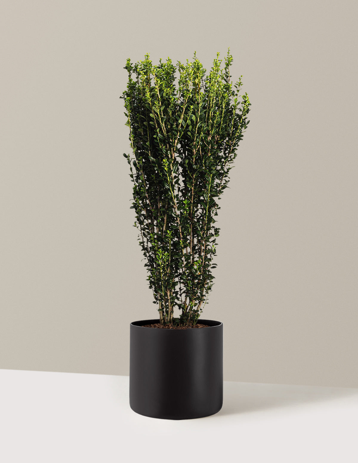 bundle | 2-3 ft. | Agnes | Black