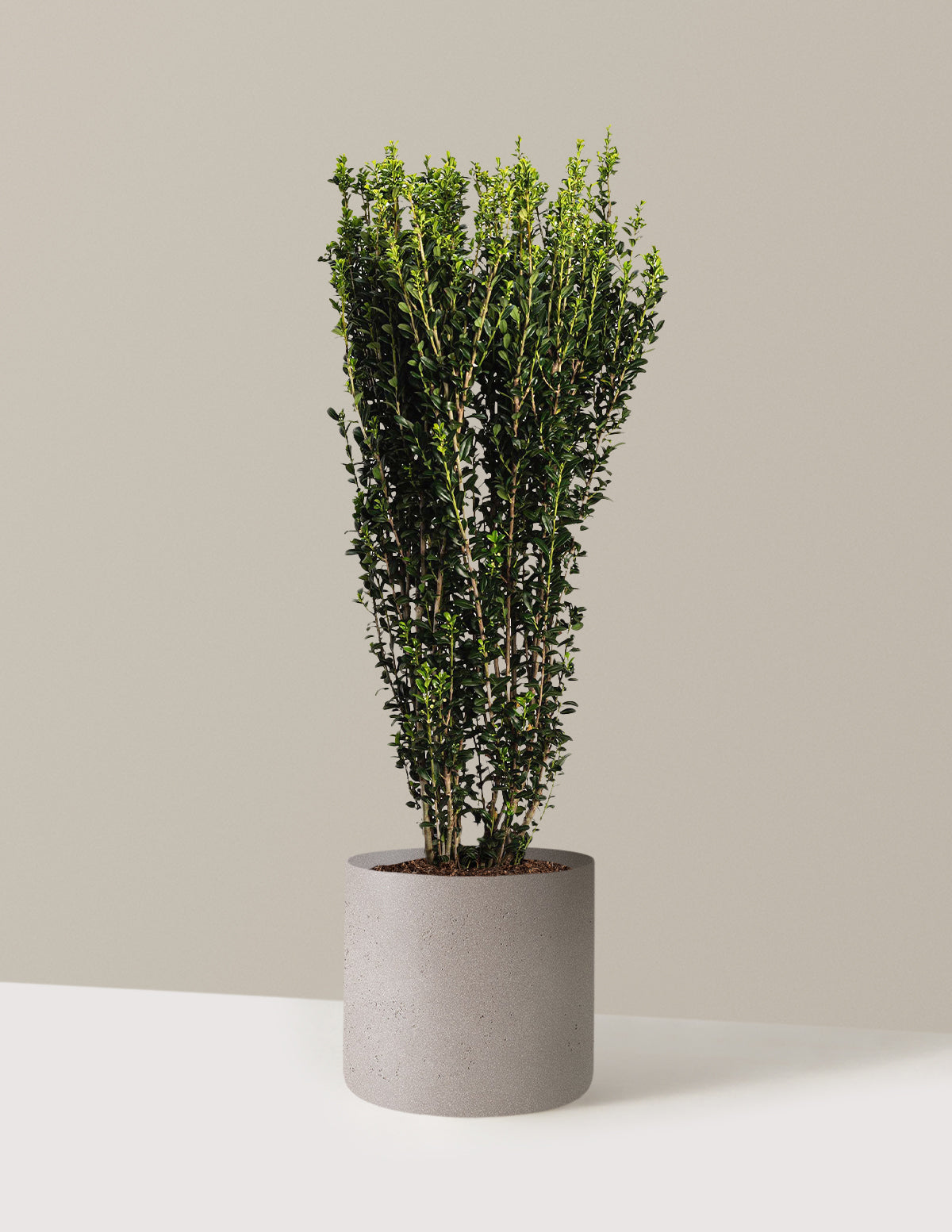 bundle | 2-3 ft. | Agnes | Cement Grey