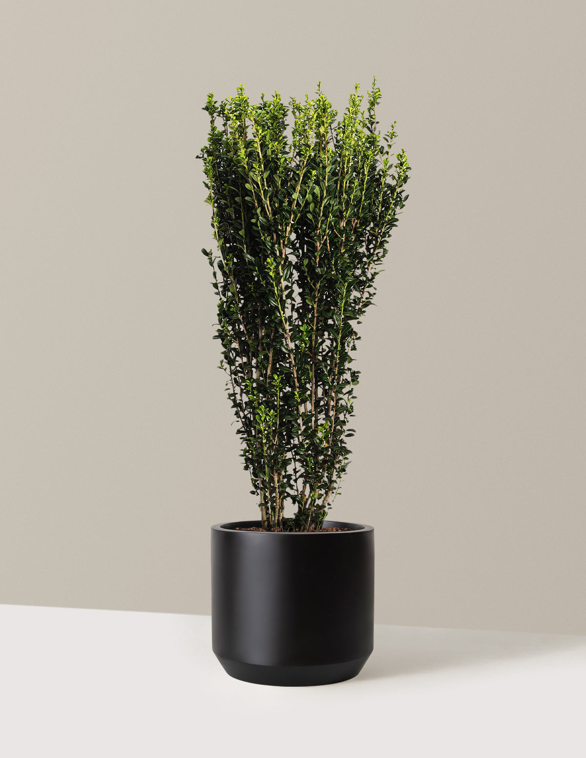 bundle | 2-3 ft. | Mexia | Black