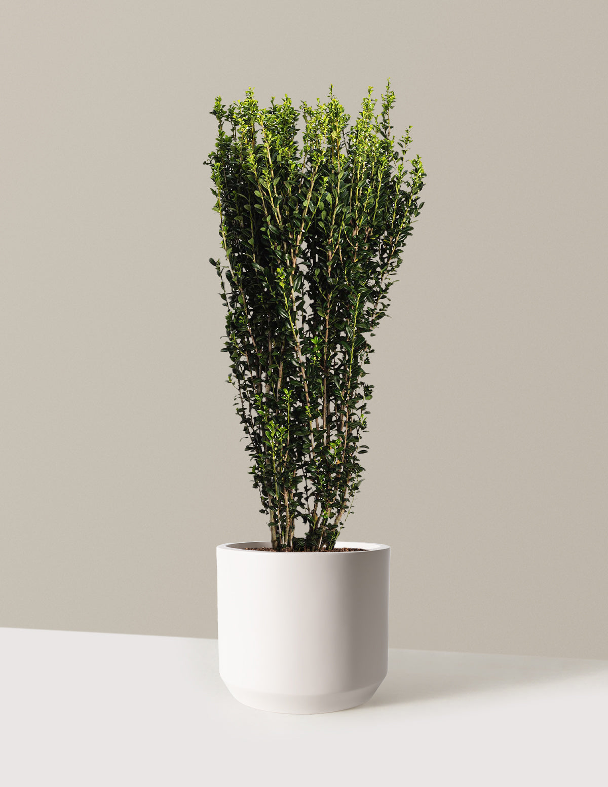 bundle | 2-3 ft. | Mexia | Cream