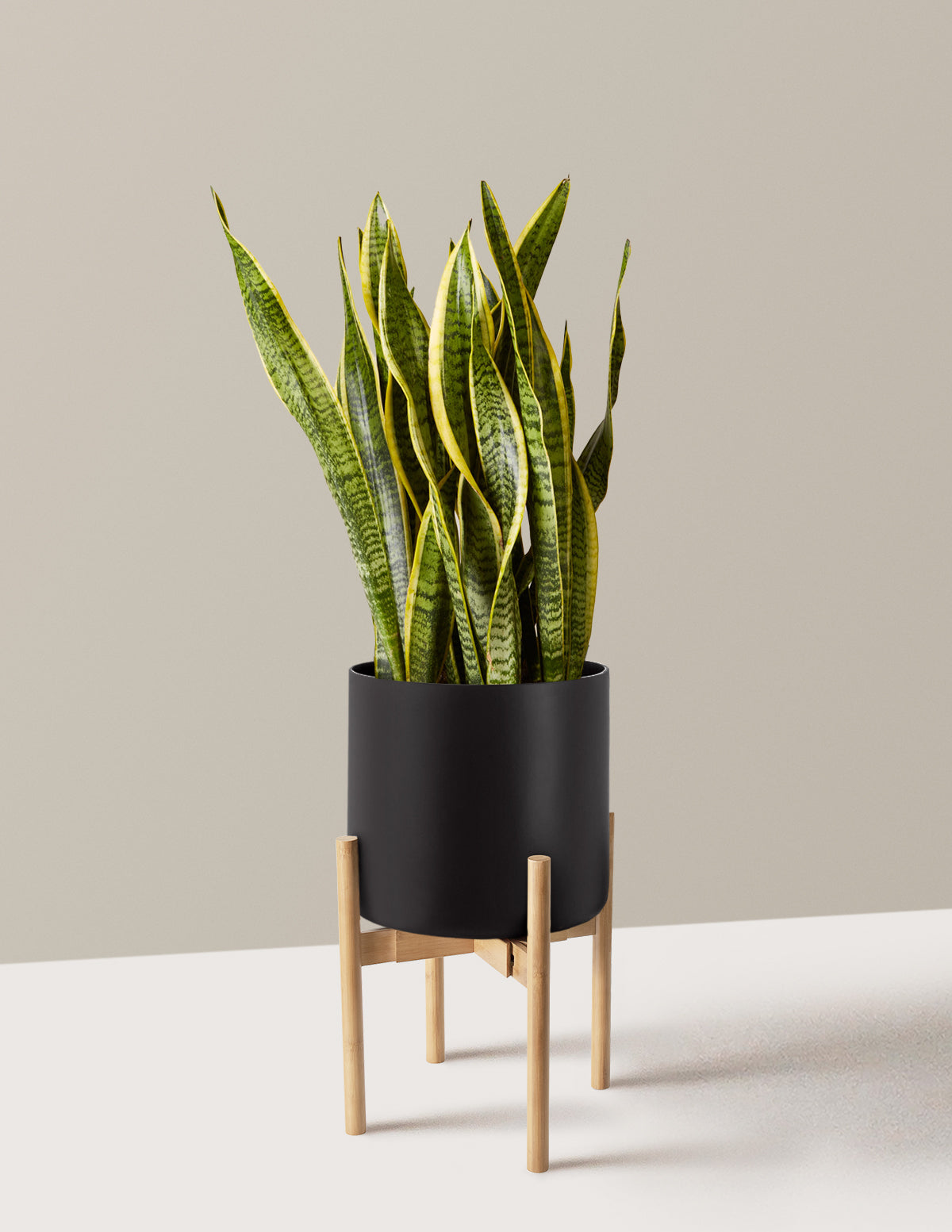 Snake Plant Laurentii