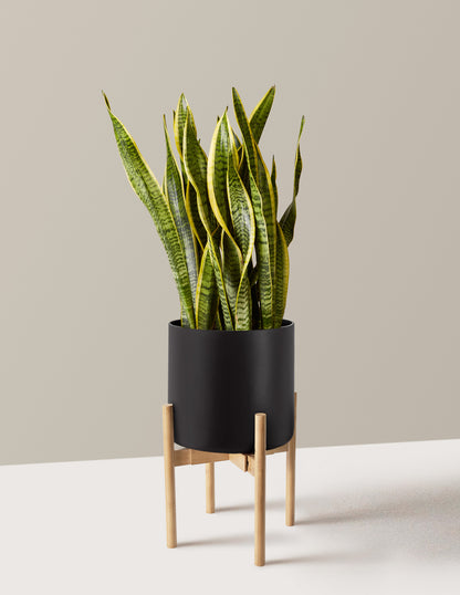 Snake Plant Laurentii