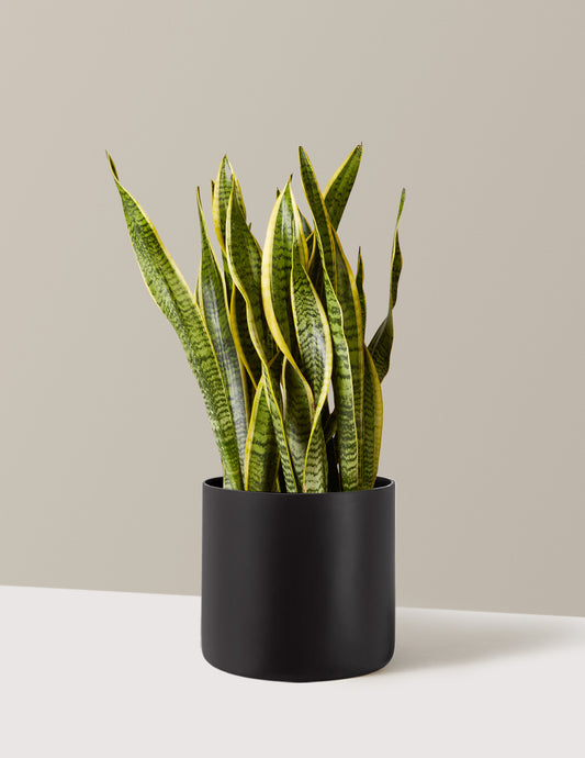 Snake Plant Laurentii