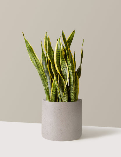 Snake Plant Laurentii