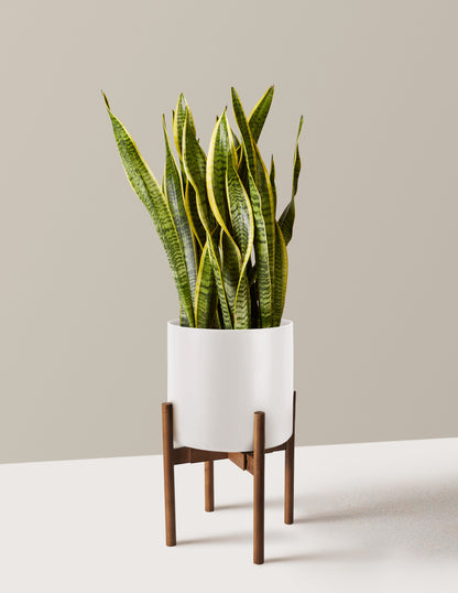Snake Plant Laurentii