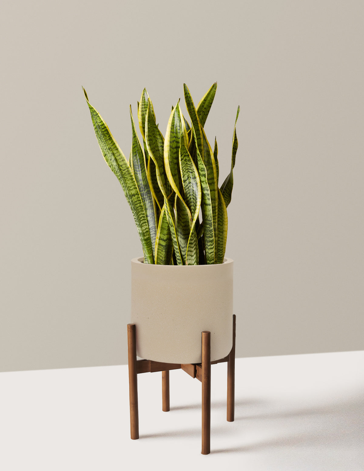 Snake Plant Laurentii
