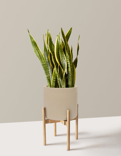 Snake Plant Laurentii