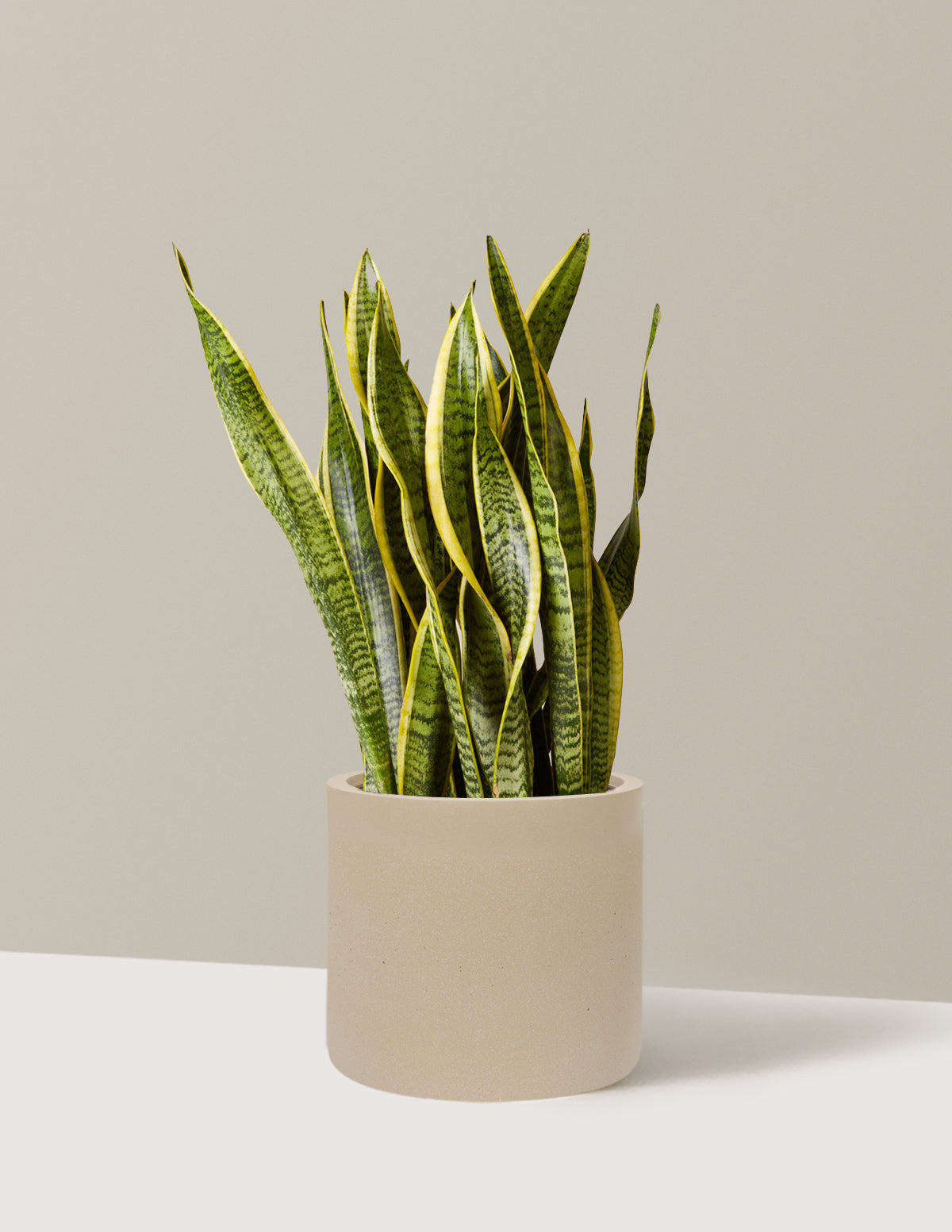 Snake Plant Laurentii