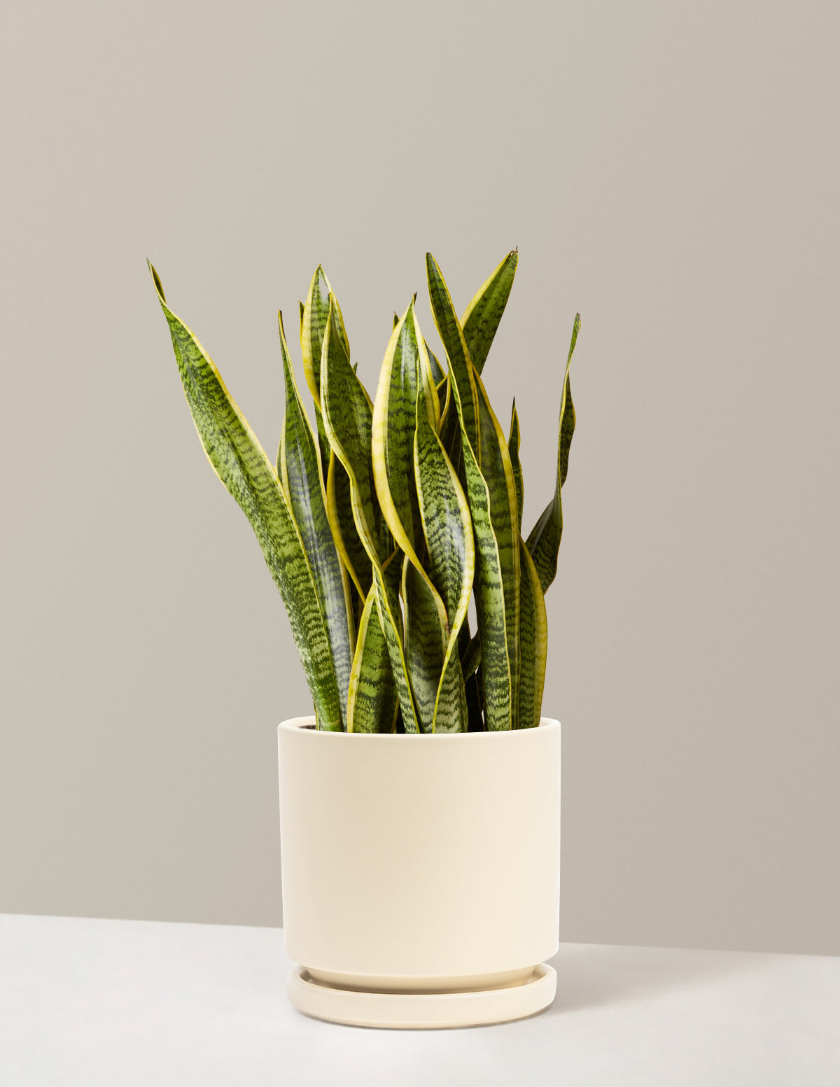 Snake Plant Laurentii