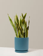 bundle | Large | Isabella | Antique Teal