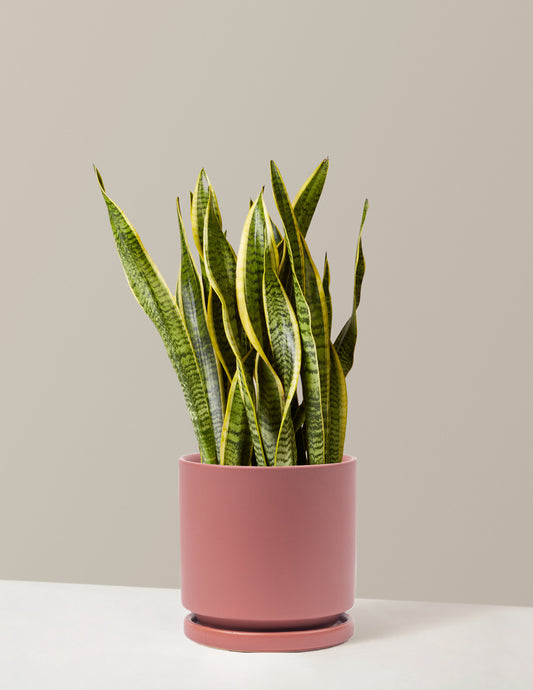 Snake Plant Laurentii