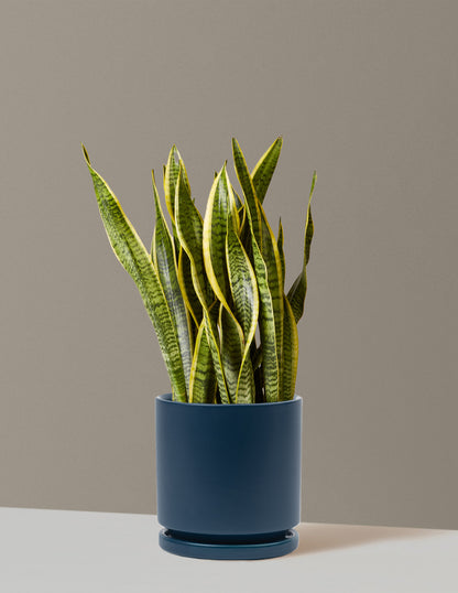 Snake Plant Laurentii