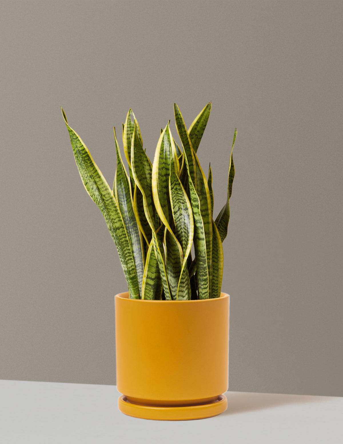 Snake Plant Laurentii