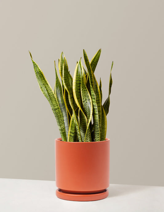 Snake Plant Laurentii