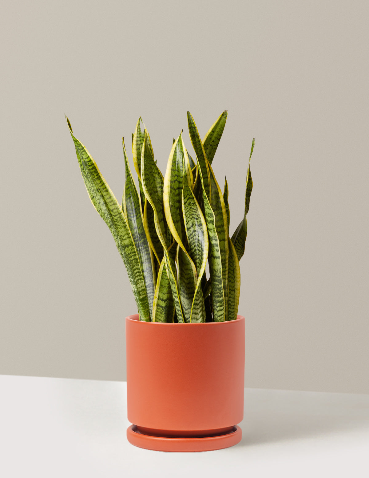 Snake Plant Laurentii