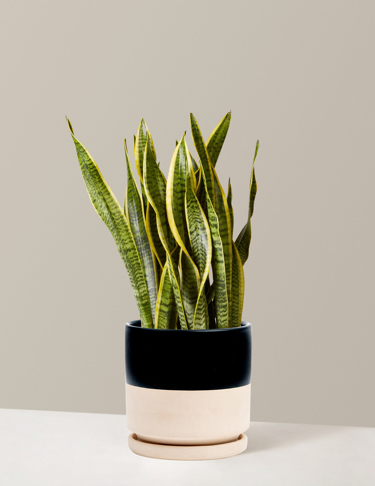 snake snake plant Snake Plant Laurentii with Planter - Large (22-24" tall) Sand Planter