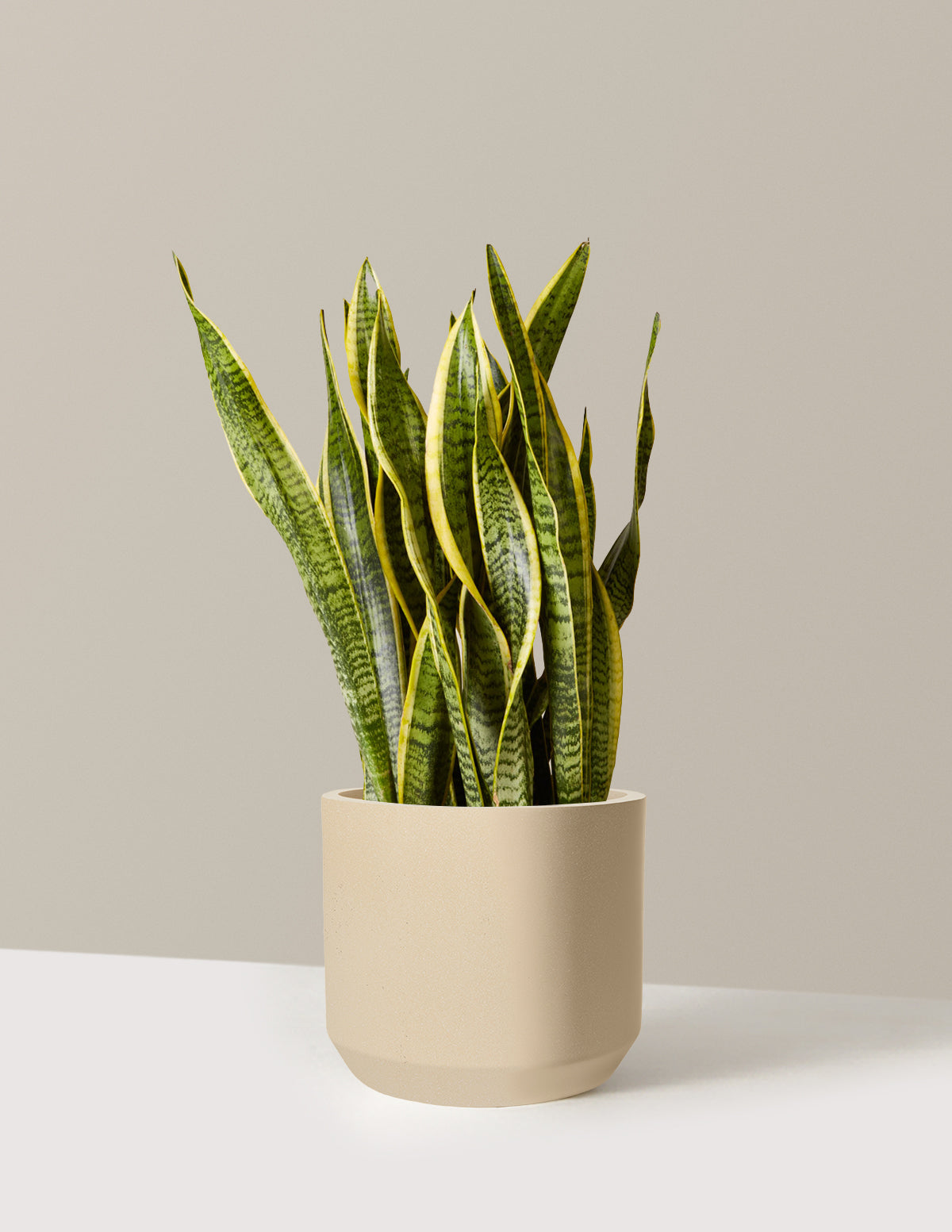 Snake Plant Laurentii
