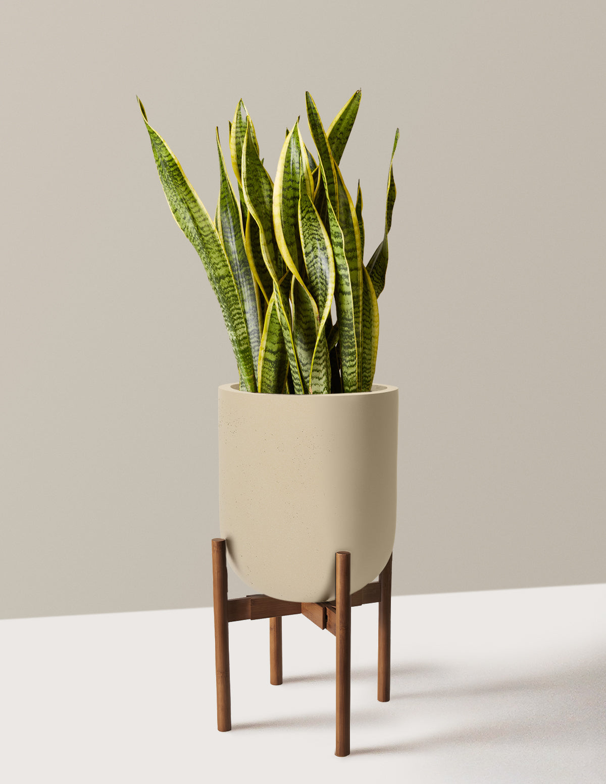 Snake Plant Laurentii