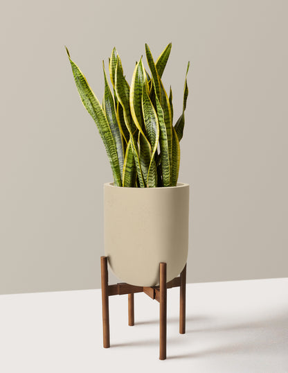 Snake Plant Laurentii