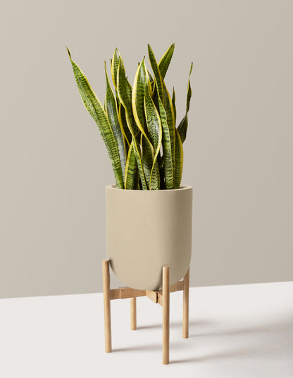 Snake Plant Laurentii